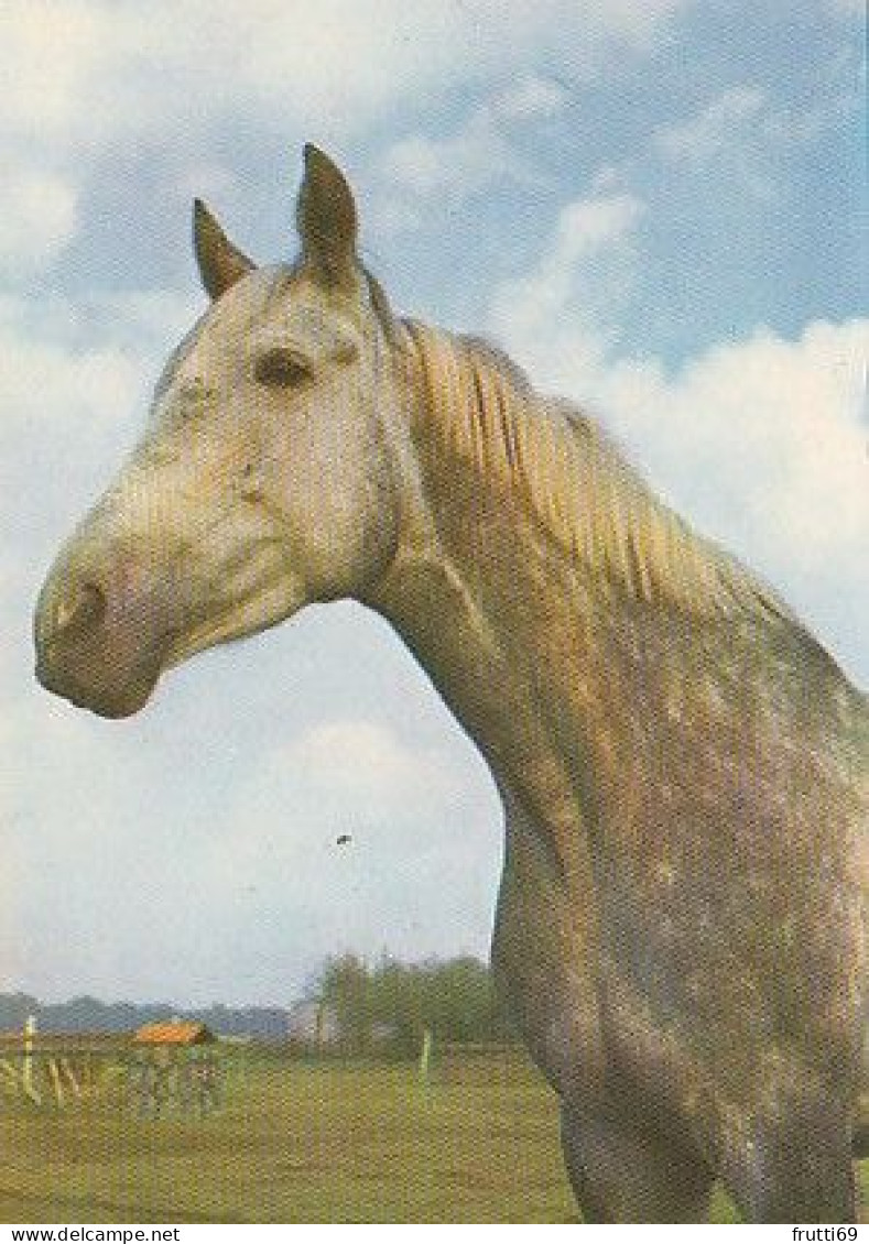 AK 210383 HORSE / PFERD ... - Pferde