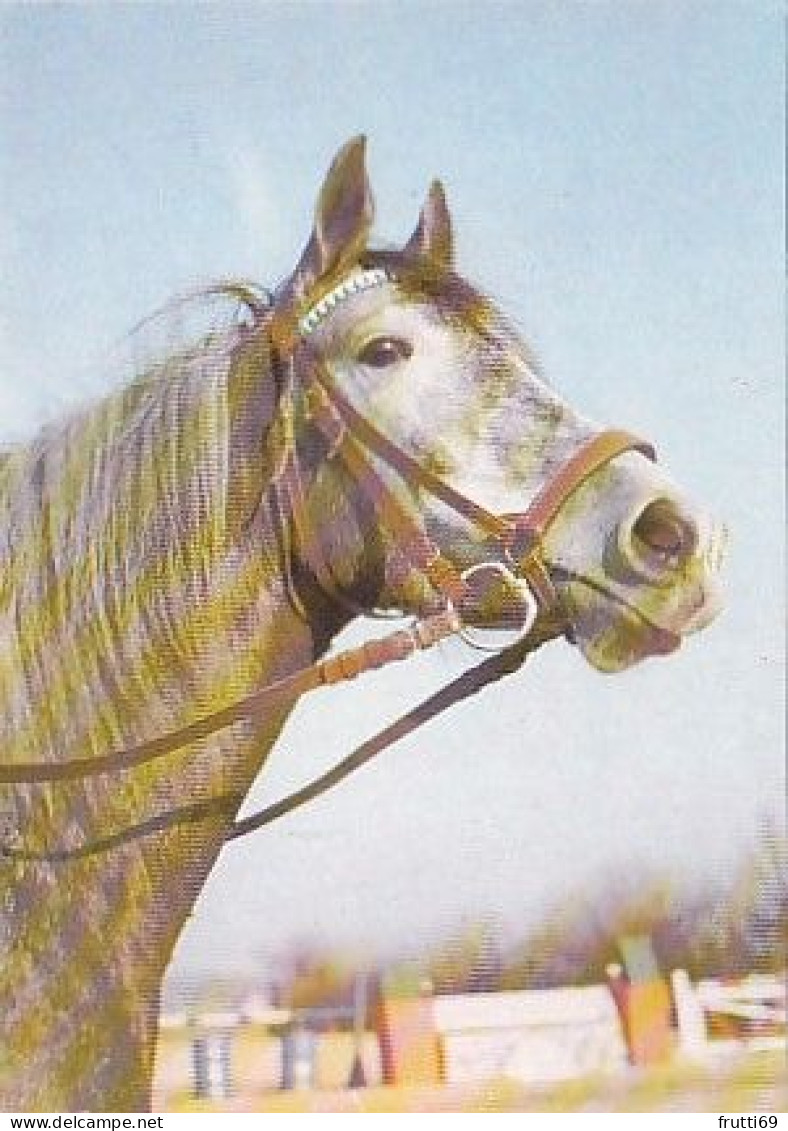 AK 210384 HORSE / PFERD ... - Pferde