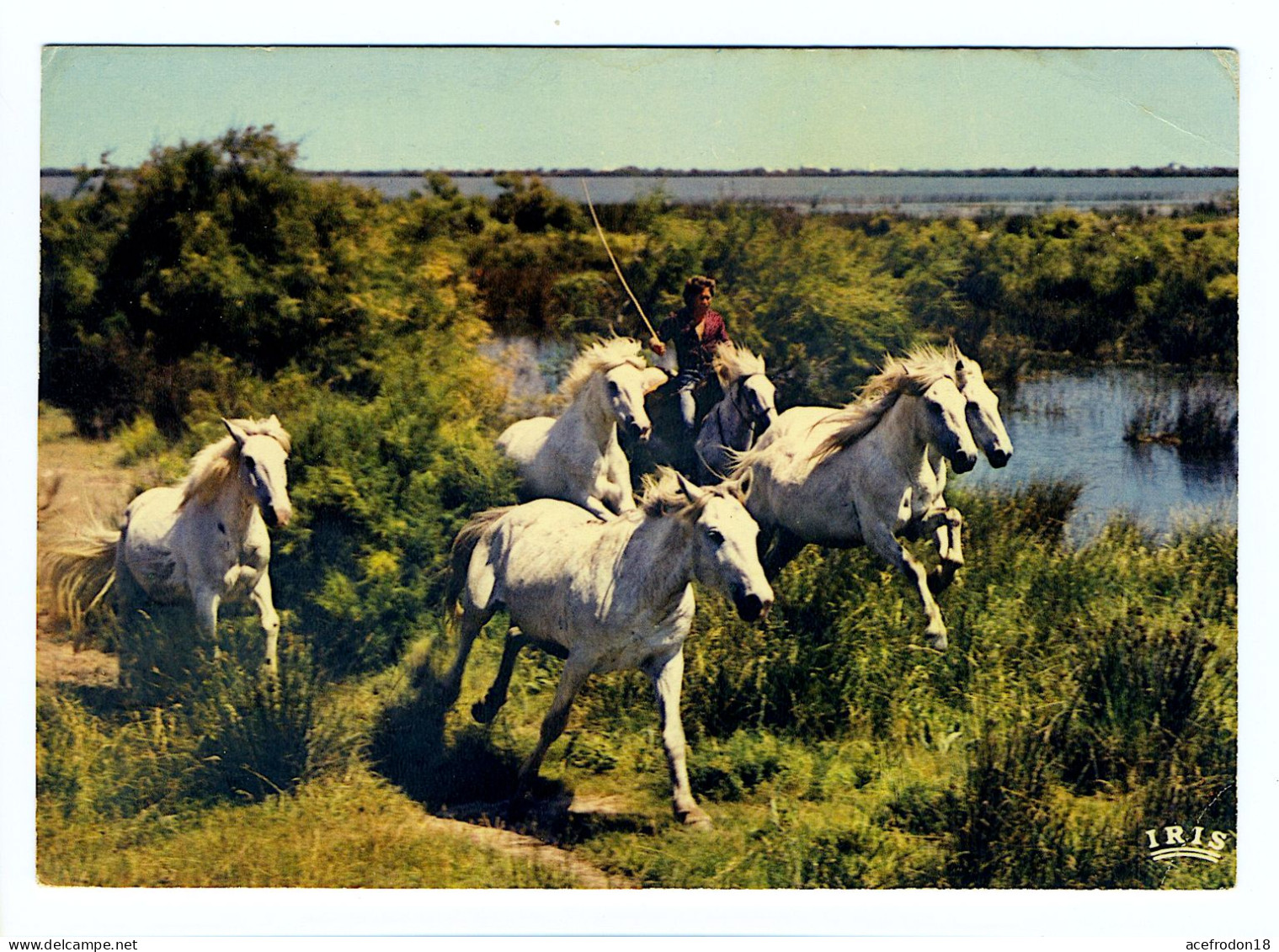 EN CAMARGUE - Chevaux Sauvages Dans Les Marais - Altri & Non Classificati