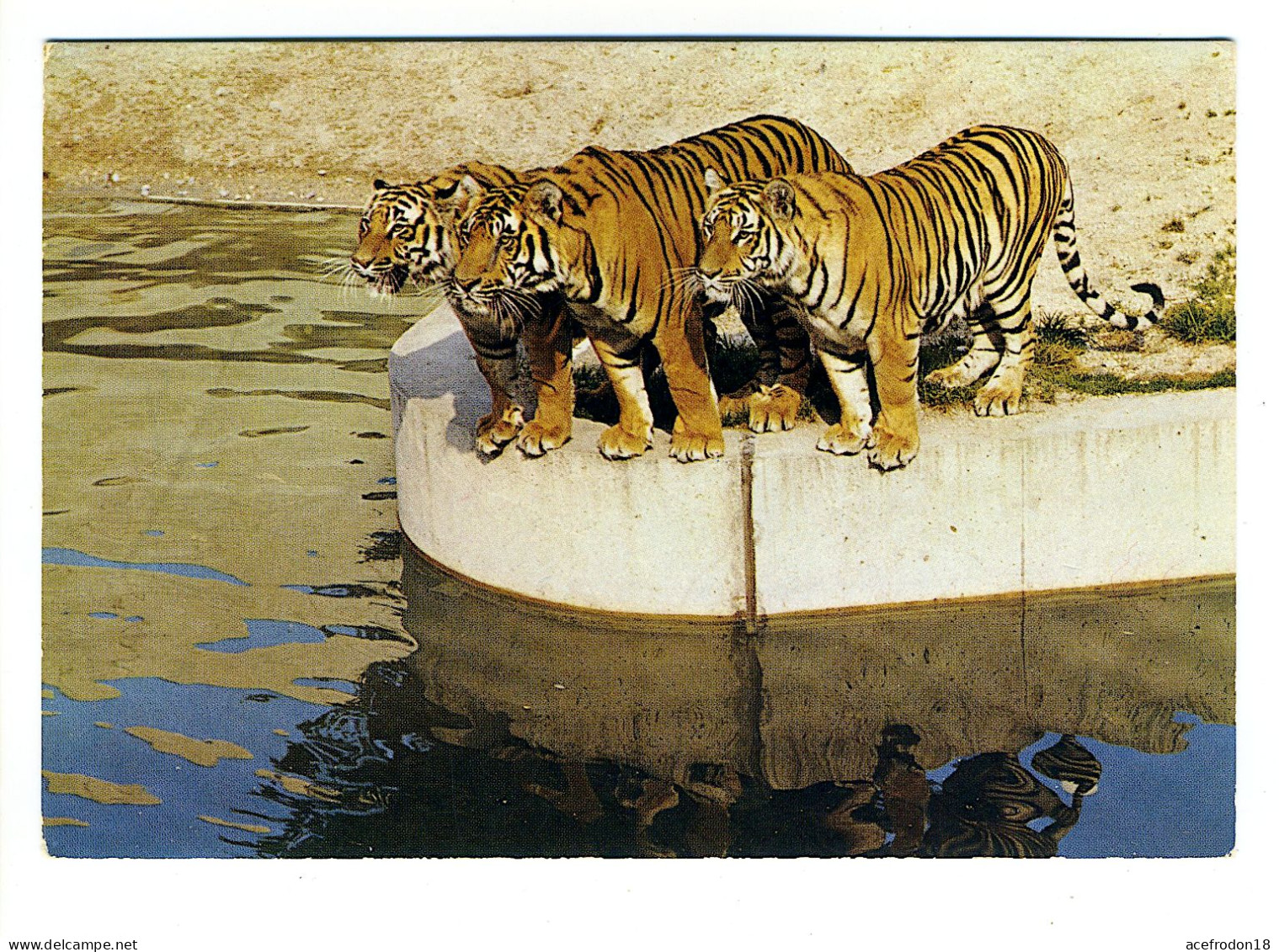 Bad Cannstatt Wilhelma - TIGER - Tigres