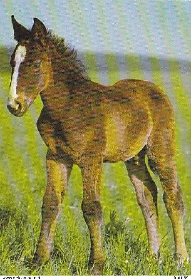 AK 210402 HORSE / PFERD ... - Horses