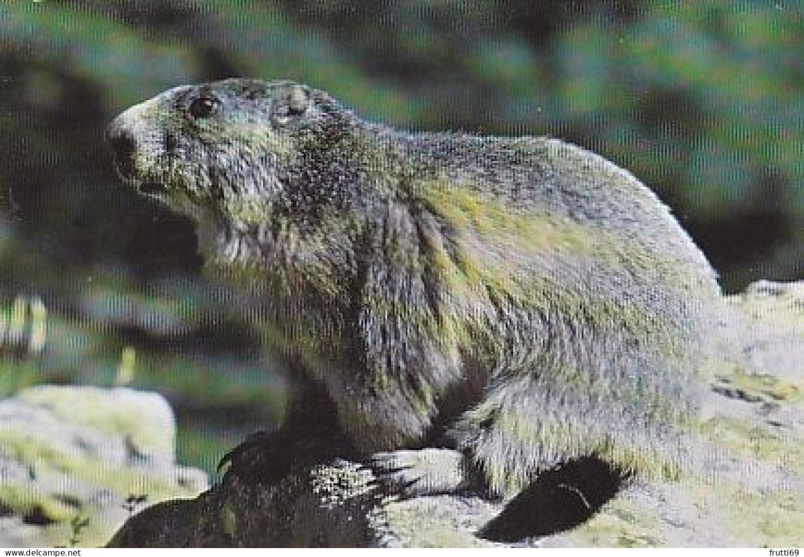 AK 210406 MARMOT / MARMOTTE / MURMELTIER ... - Autres & Non Classés