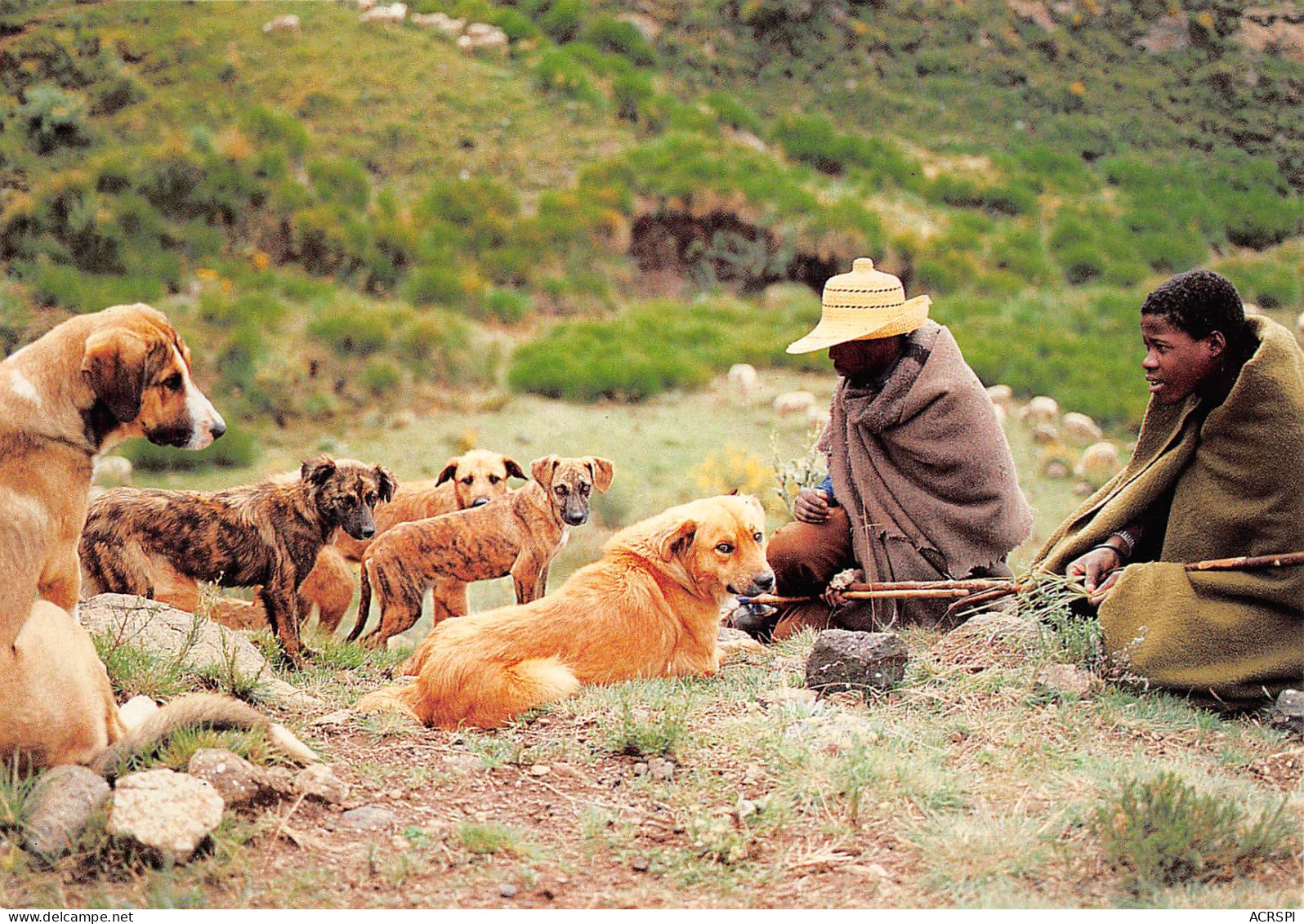 LESOTHO Lessouto Basotho Herdboys Carte Vierge Non Circulé (Scans R/V) N° 68 \MP7102 - Lesotho