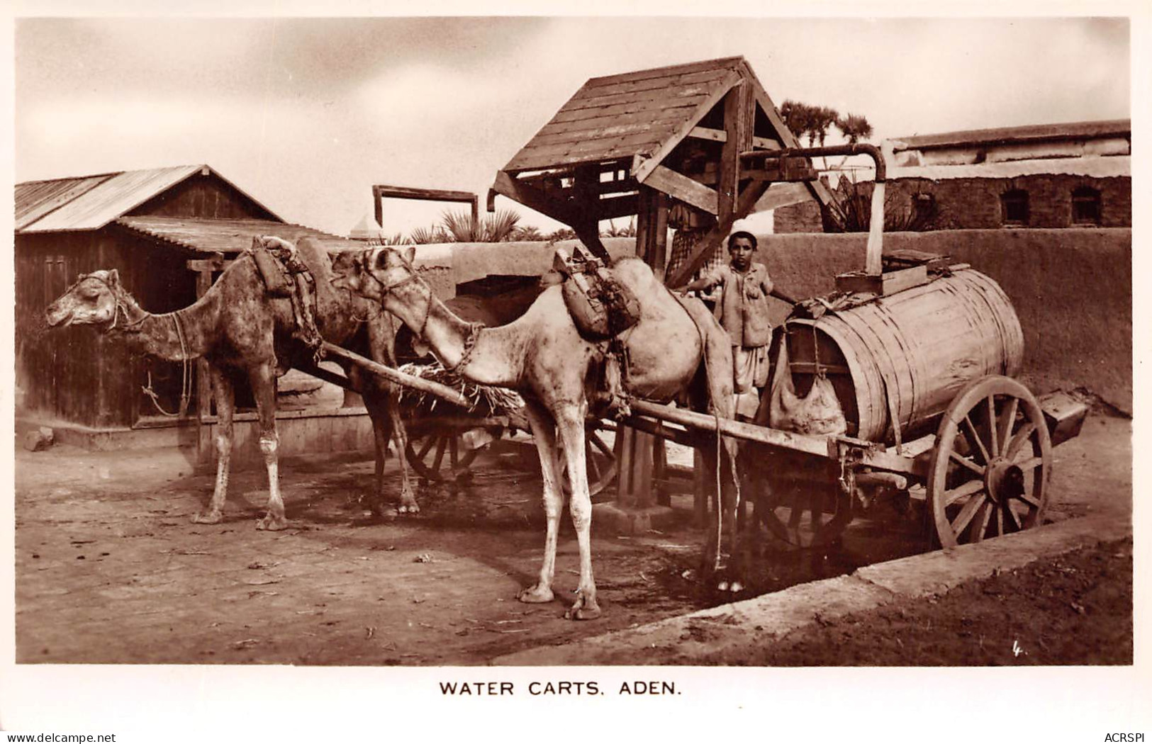 YEMEN Aden Chariots à Eau Attelage De Chameaux éditions Real Photo A.Abassi (Scans R/V) N° 56 \MP7103 - Yémen