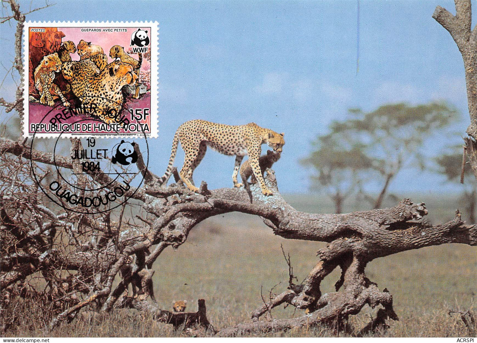 BURKINA FASO Ex Haute-Volta CHEETAH GUEPARDO Guepard OUAGADOUGOU Premier Jour WWF Non Circulé (2 Scans) N°62 \MP7111 - Burkina Faso