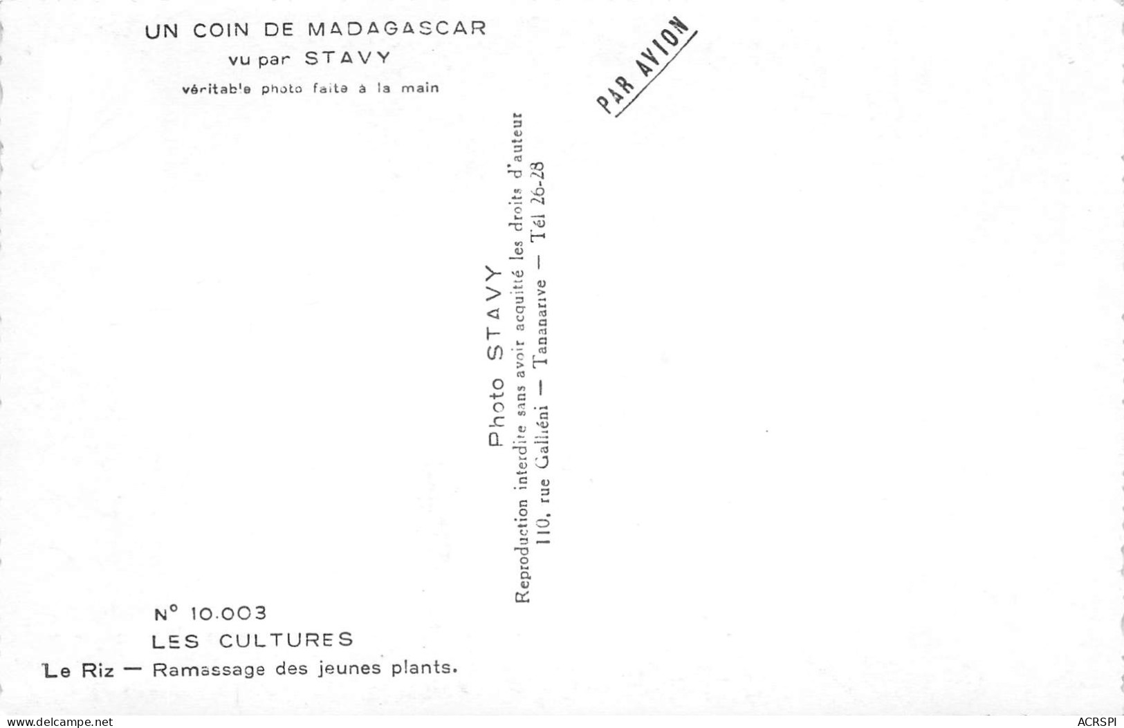 MADAGASCAR  Le Riz, Ramassage Des Jeunes Plants Carte Vierge Non Circulé éd Stavy (2 Scans) N° 66 \MP7112 - Madagascar