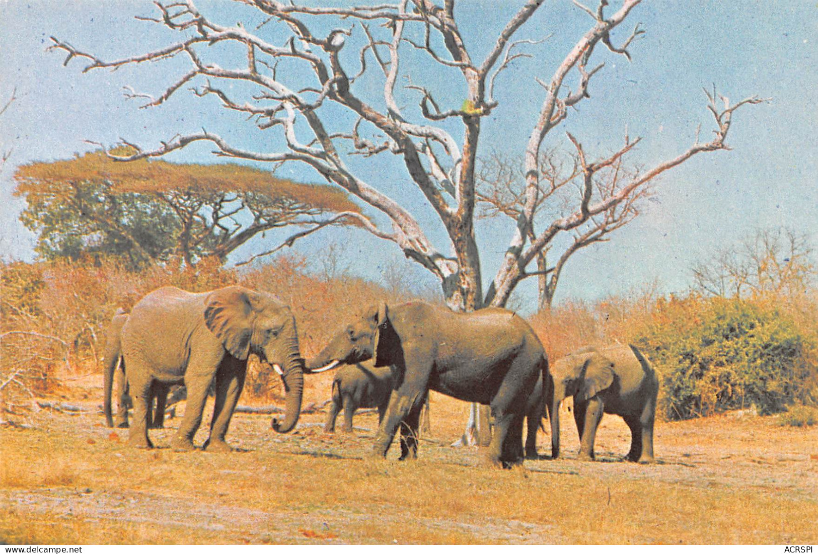 Zimbabwe Rhodesia Elephant Publisher PVT HARARE (Scan R/V) N° 33 \MP7117 - Zimbabwe