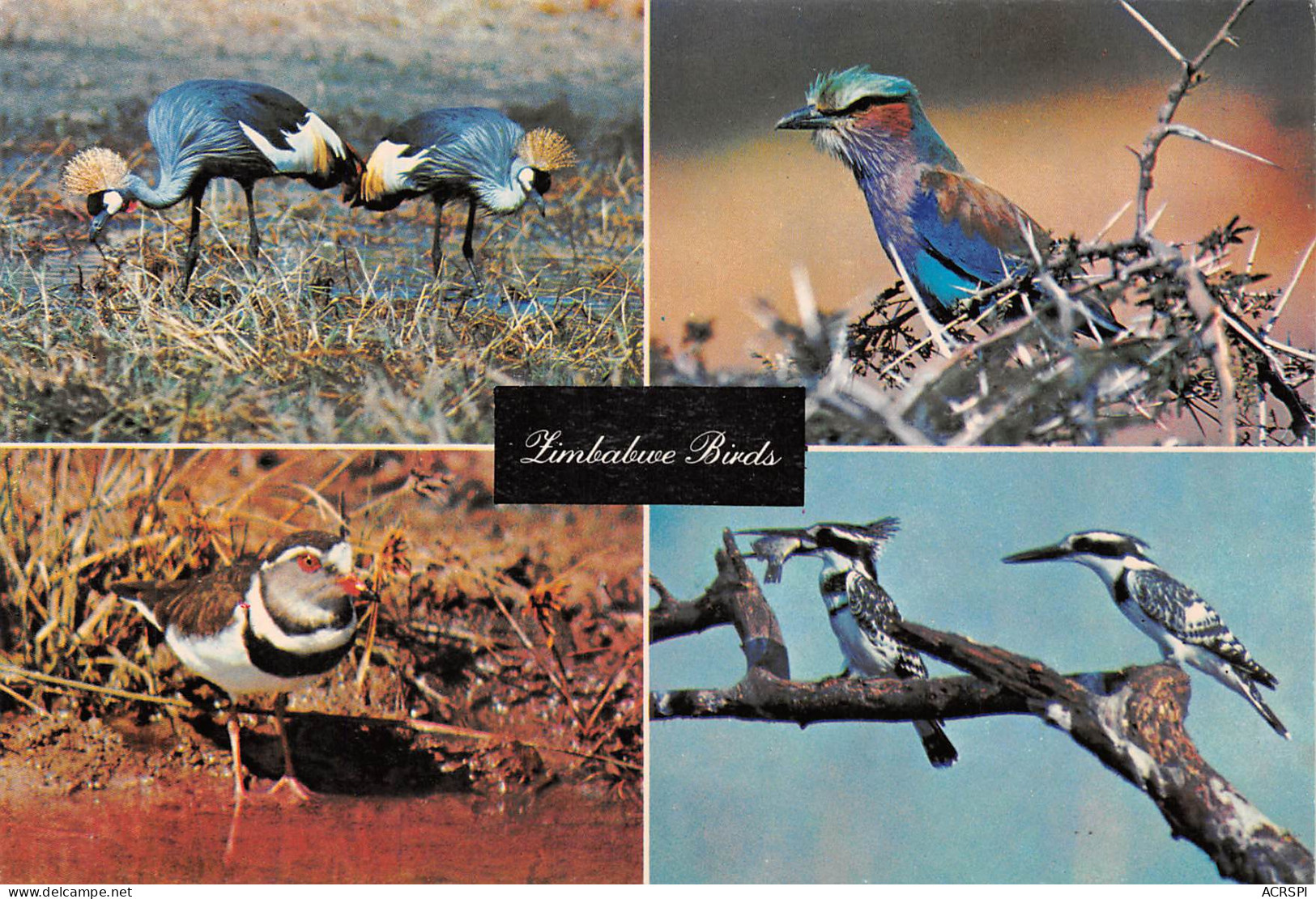 Zimbabwe Rhodesia BIRDS   Publisher PVT Salisbury HARARE (Scan R/V) N° 39 \MP7117 - Simbabwe