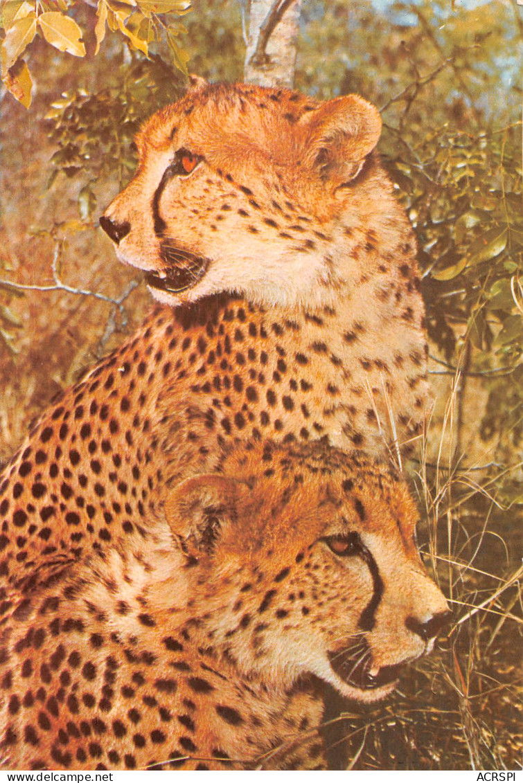 Zimbabwe Rhodesia Cheetah Guepard Acinonyx Julatus  Publisher PVT Salisbury HARARE (Scan R/V) N° 40 \MP7117 - Simbabwe
