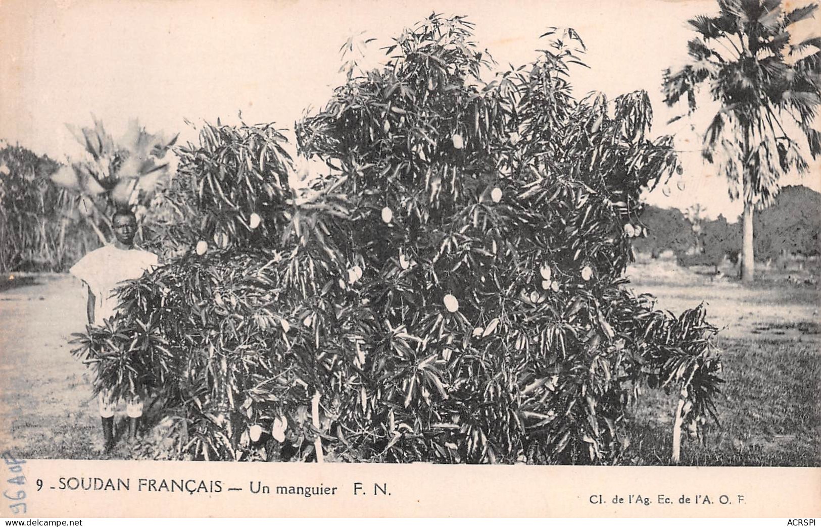 MALI SOUDAN Français A.O.F. Arbre Un MANGUIER  (Scan R/V) N° 74 \MP7123 - Mali