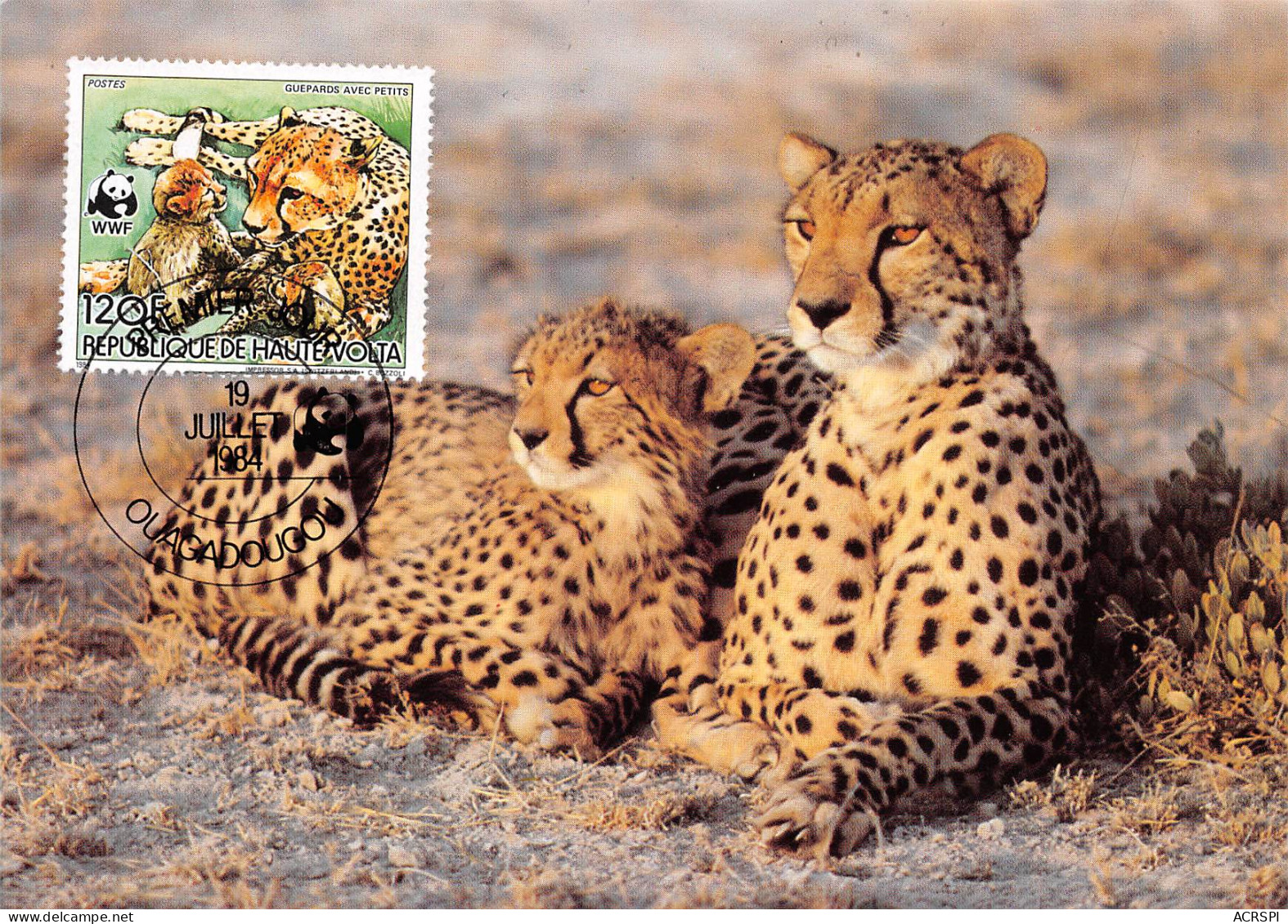 Burkina Faso Haute-Volta 1984 WWF Panthère Leopard Guépard Carte Premier Jour 120Francs (Scan R/V) N° 66 \MP7123 - Burkina Faso