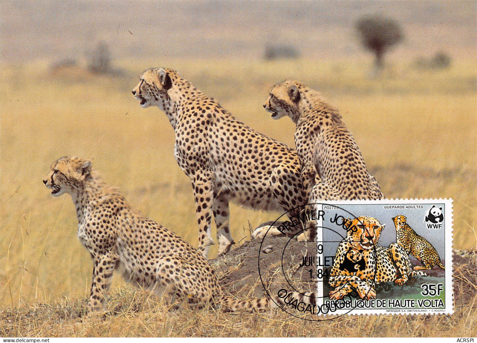 Burkina Faso Haute-Volta 1984 WWF Panthère Leopard Guépard Carte Premier Jour 35 Francs (Scan R/V) N° 68 \MP7123 - Burkina Faso