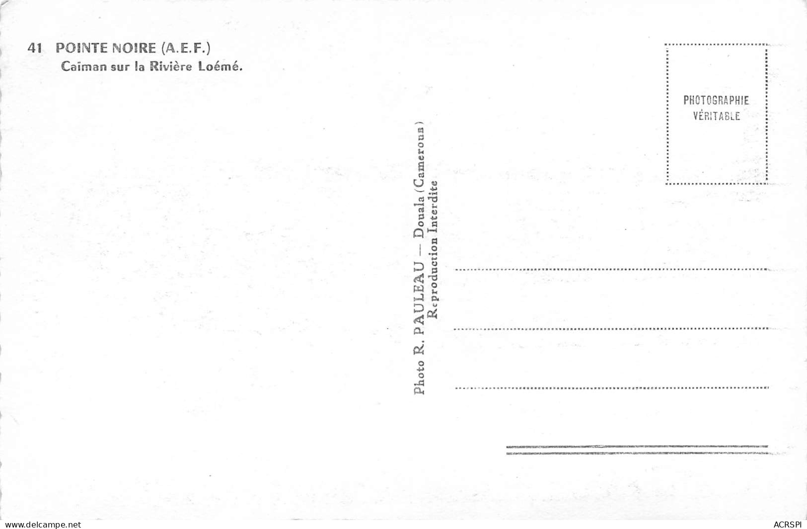 CONGO POINTE-NOIRE Caïman à L'affût Sur La Rivière Loémé édition Pauleau Dos Vierge Non Circulé (Scan R/V) N° 33 \MP7125 - Pointe-Noire