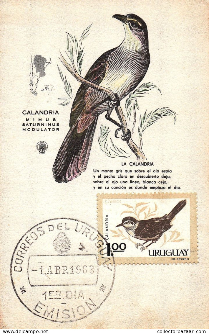 1963 Bird Uruguay FDC Maximum Card Maxi Card Mimus Saturninus Modulator - Uccelli Canterini Ed Arboricoli