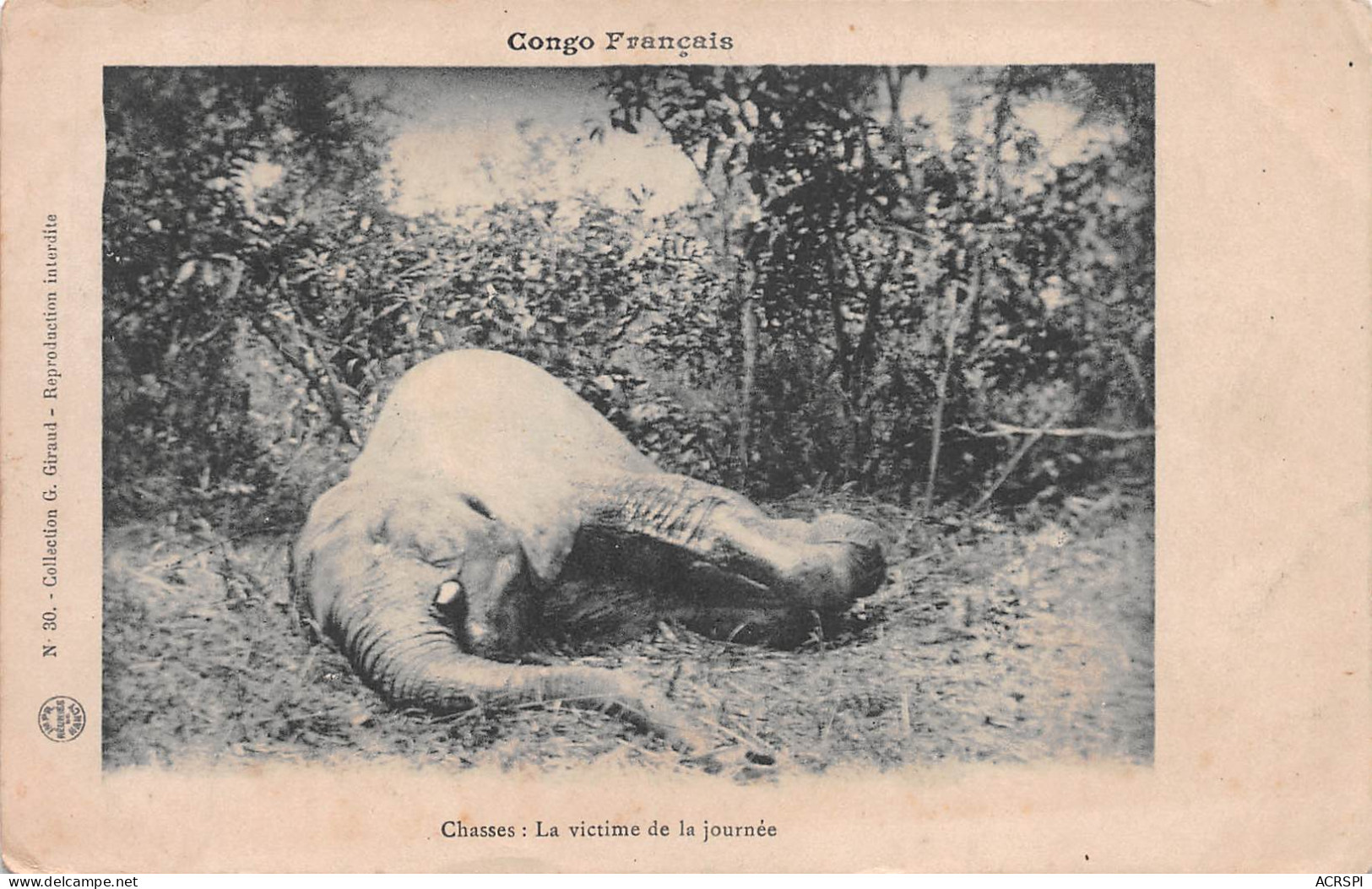 CONGO Brazzaville Chasse à L'éléphant Victime De La Journé Non Circulé Dos Vierge éd G.Giraud (Scan R/V) N° 52 \MP7125 - Brazzaville