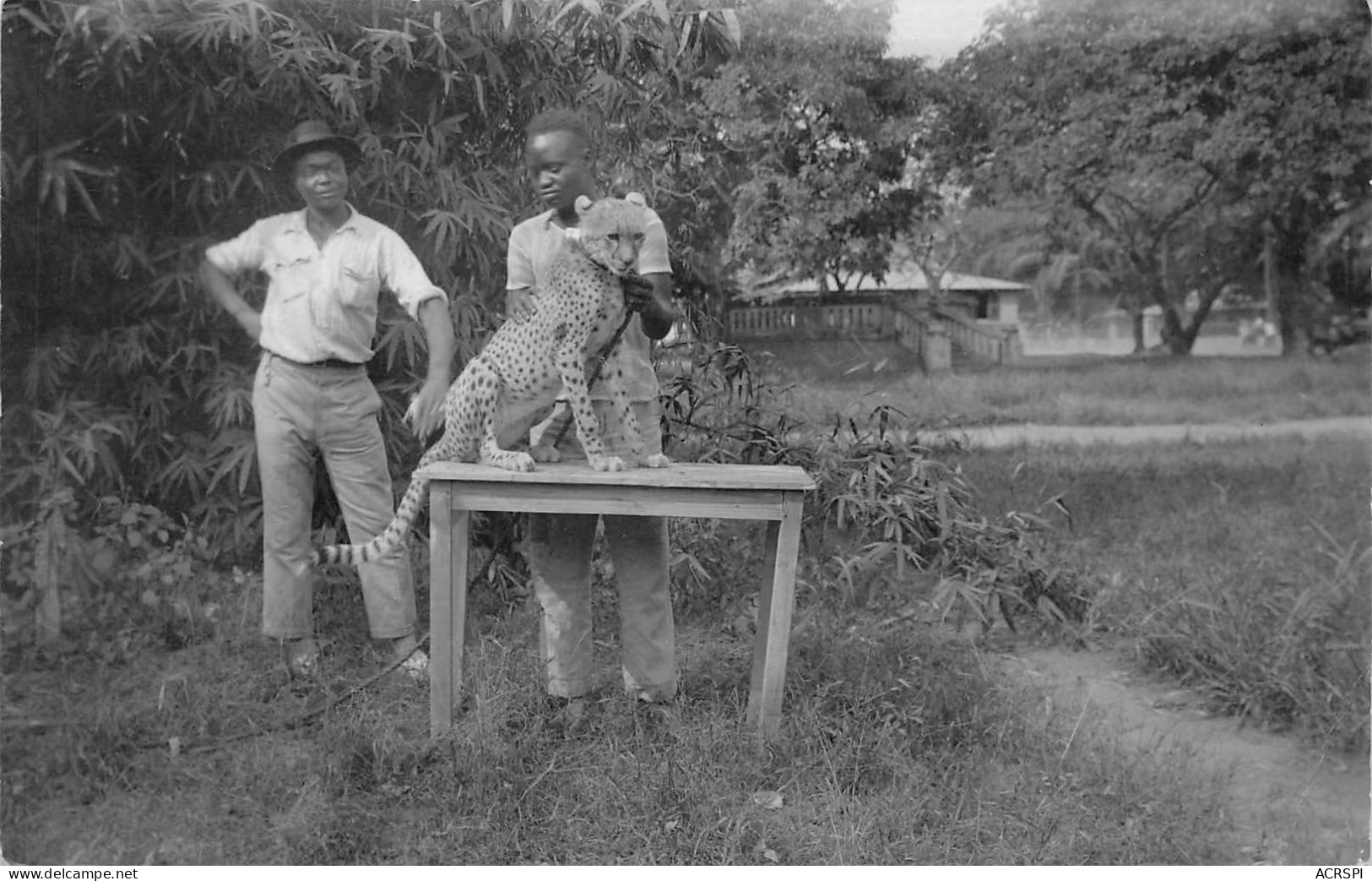 CONGO Kinshasa Léopoldville Un Guépard Cheetah éd Besselières Brazzaville Léopard  Panthère (Scan R/V) N° 49 \MP7126 - Kinshasa - Leopoldville