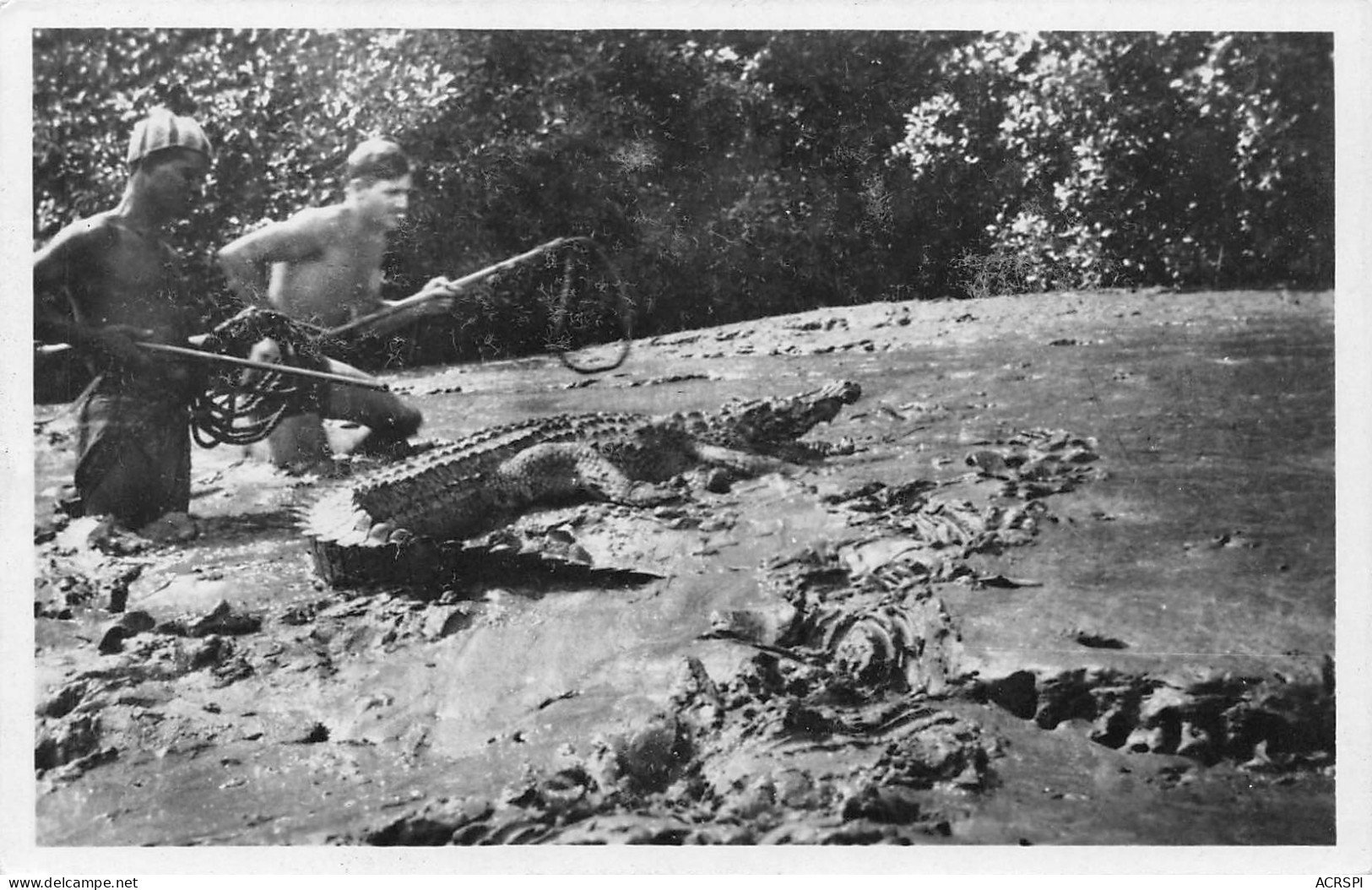 GUINEE Française Capture D'un Caiman Au Lasso VIALLA TENAILLE Chasseur De Caimans Crocodiles (Scan R/V) N° 12 \MP7132 - Guinea Francesa