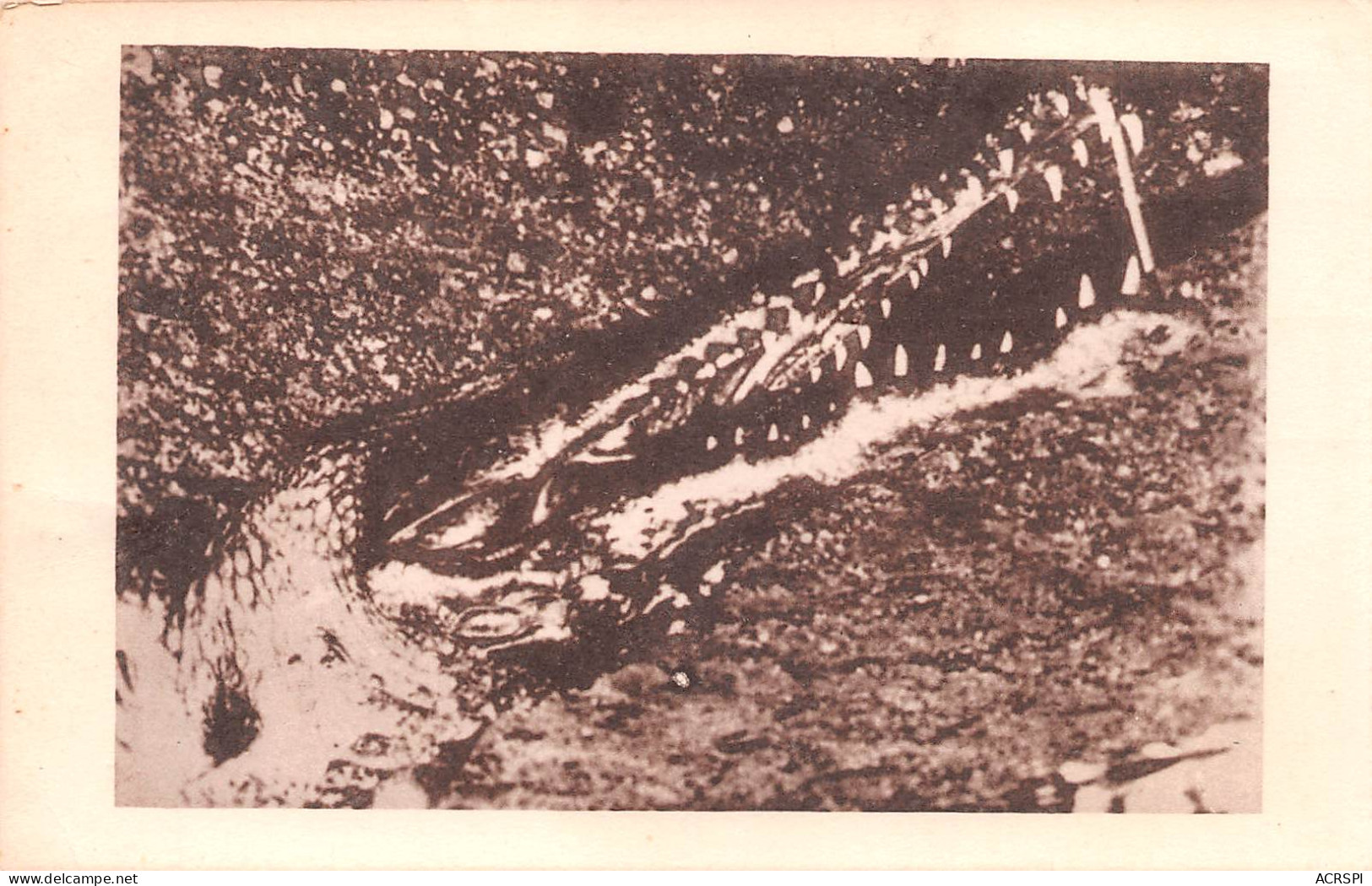 GUINEE Française Benty Gavial Caimans Crocodiles (Scan R/V) N° 13 \MP7132 - Guinée Française
