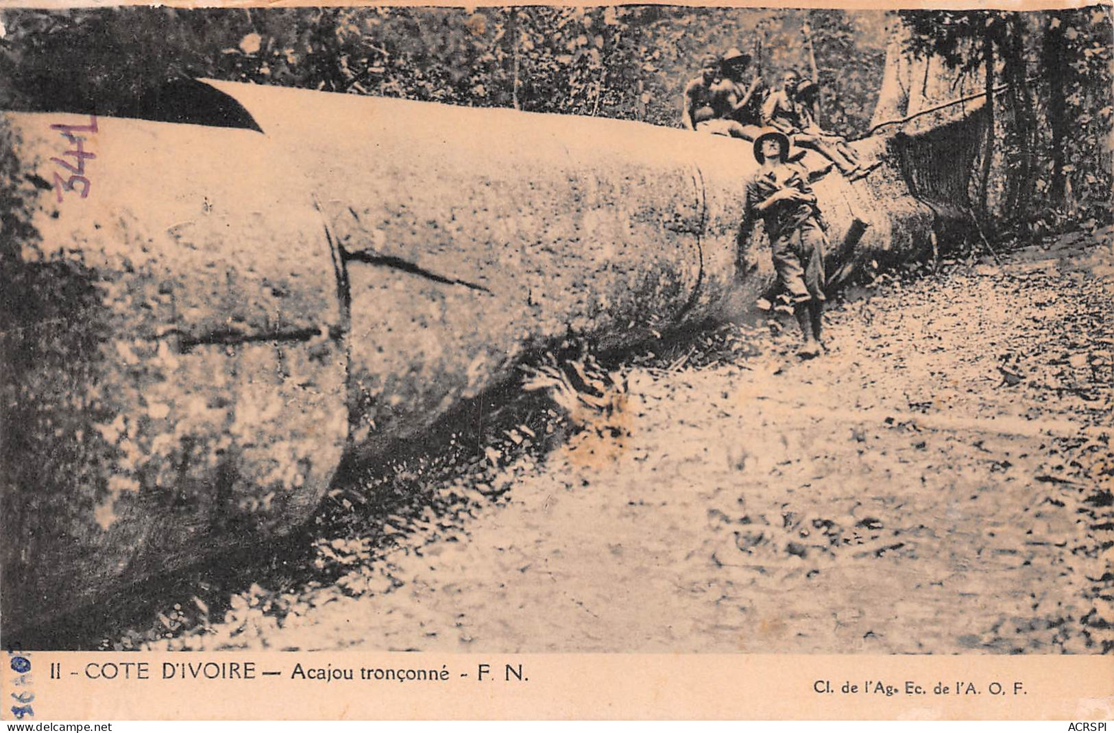 COTE D'IVOIRE Un Acajou Tronçonné Grume Bois Exotique Carte Vierge Non Circulé Pointe Noire (Scan R/V) N° 83 \MP7135 - Ivory Coast