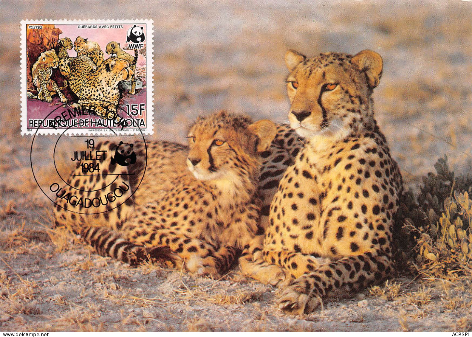 Burkina Faso OUAGADOUGOU Gepard Guepard Cheetah Carte Vierge Non Circulé Haute Volta (Scan R/V) N° 50 \MP7135 - Burkina Faso