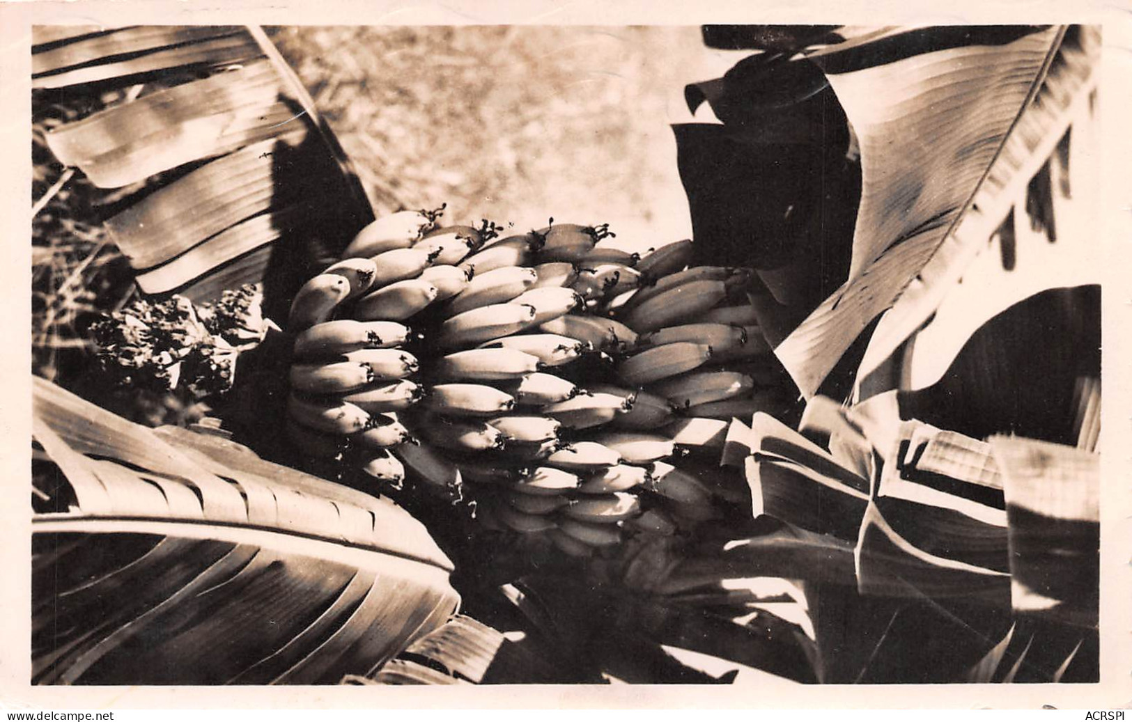 CAMEROUN Régime De Bananes Sur Pied  édition Pauleau  DOUALA   (Scan R/V) N° 39 \MP7170 - Camerun