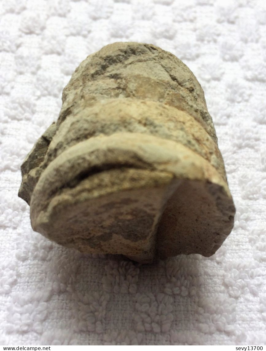 Orthoceras De 3,5 Cm 55 Grammes - Fossilien