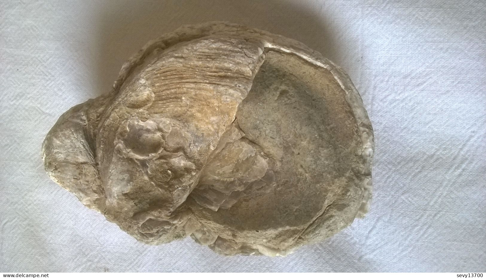 Fossile D'huitre 100mm Par 70mm Hauteur 45mm - 352 Grammes - Fossilien