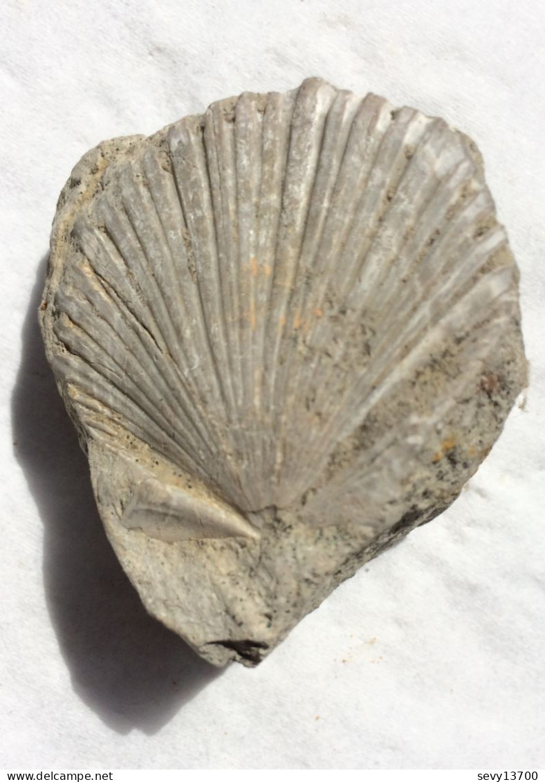 Fossile CARDIUM EDULE LINNAEUS. Mollusque Bivalve 4 Cm - Fossiles