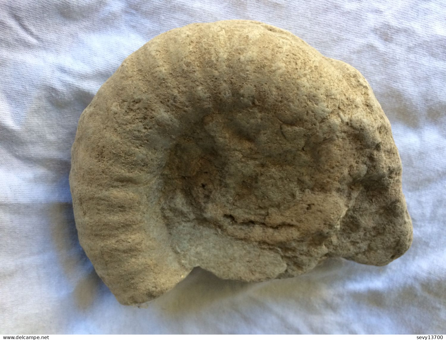 Ammonite 13,5 Cm X 11 Cm épaisseur 4 Cm - Poids 900 Gr - Fósiles