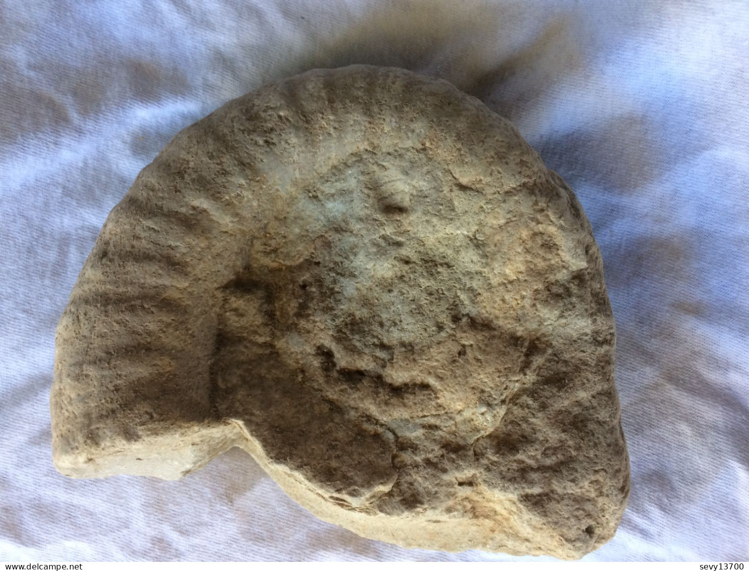 Ammonite 13,5 Cm X 11 Cm épaisseur 4 Cm - Poids 900 Gr - Fossils