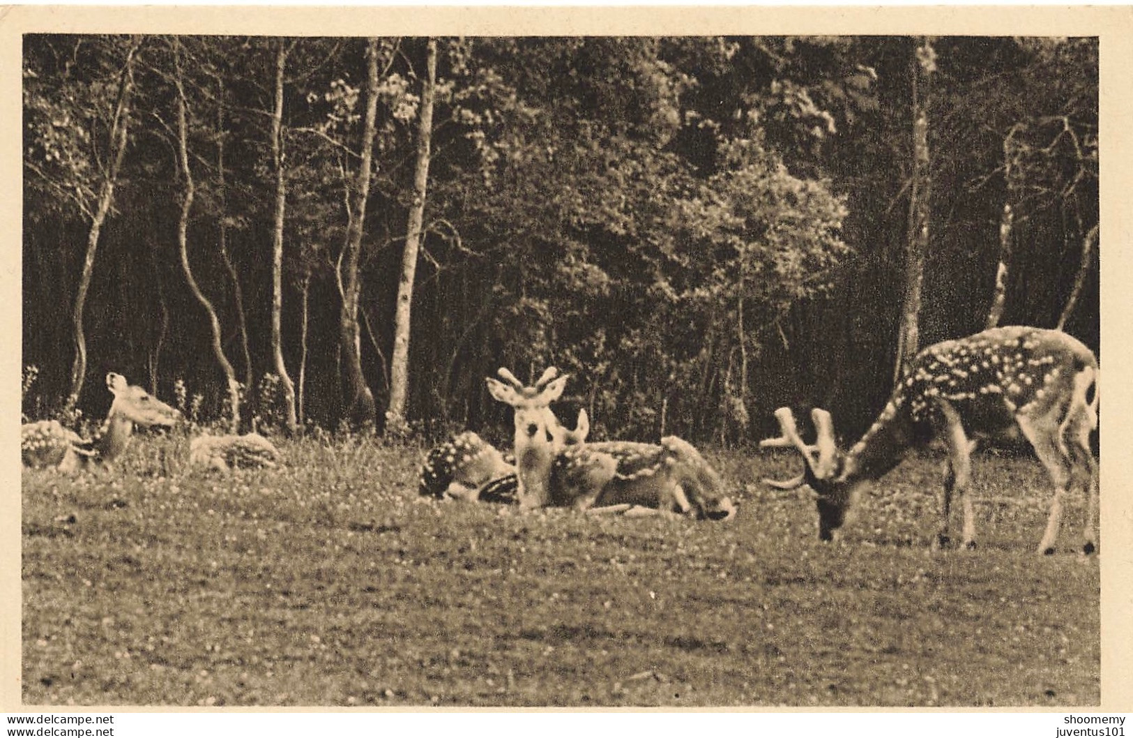 CPA Parc Zoologique De Clères-Cerfs Pseudaxis     L2455 - Clères