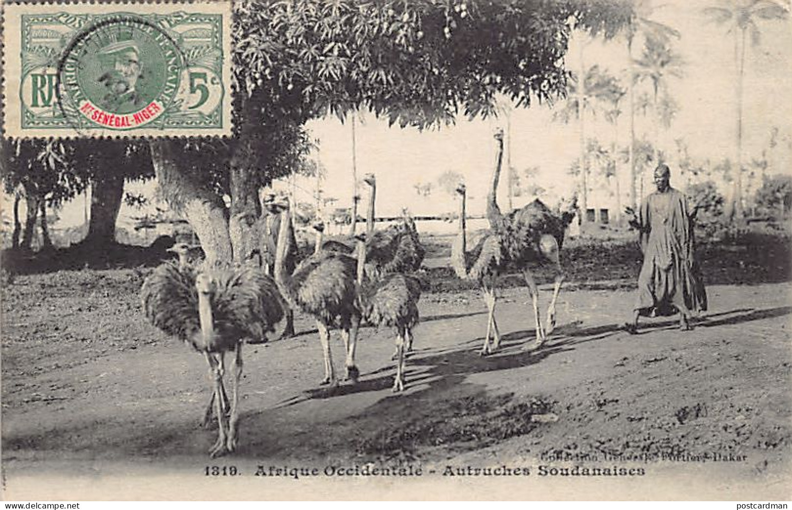 Mali - Autruches Soudanaises - Ed. Fortier 1319 - Mali