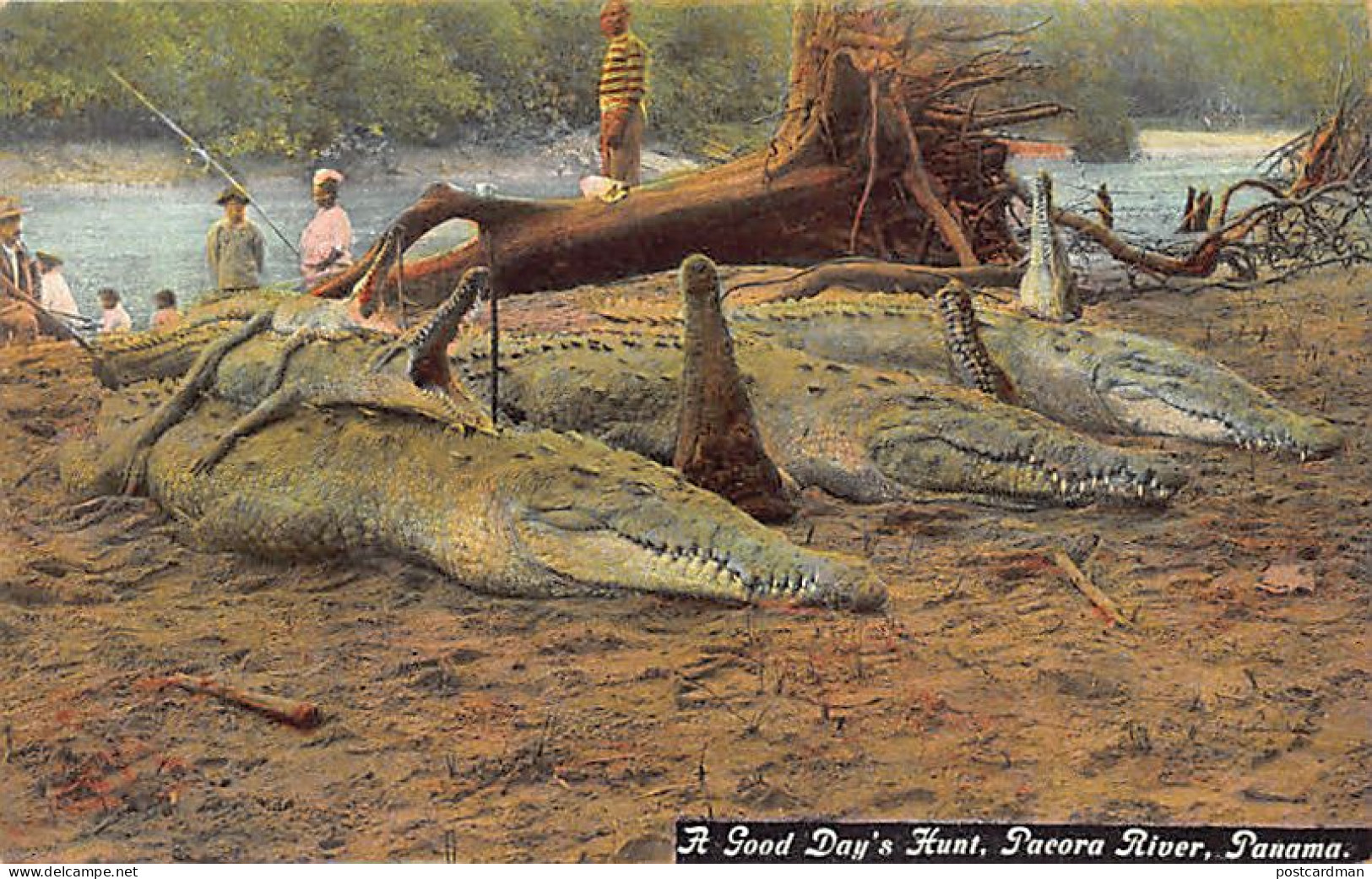 Panamá - Alligators - A Good Day's Hunt, Pacora River - Publ. J. R. Ives  - Panama