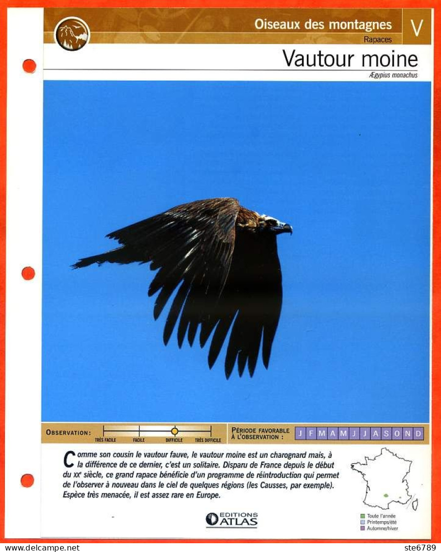 VAUTOUR MOINE Oiseau Illustrée Documentée  Animaux Oiseaux Fiche Dépliante Animal - Animaux