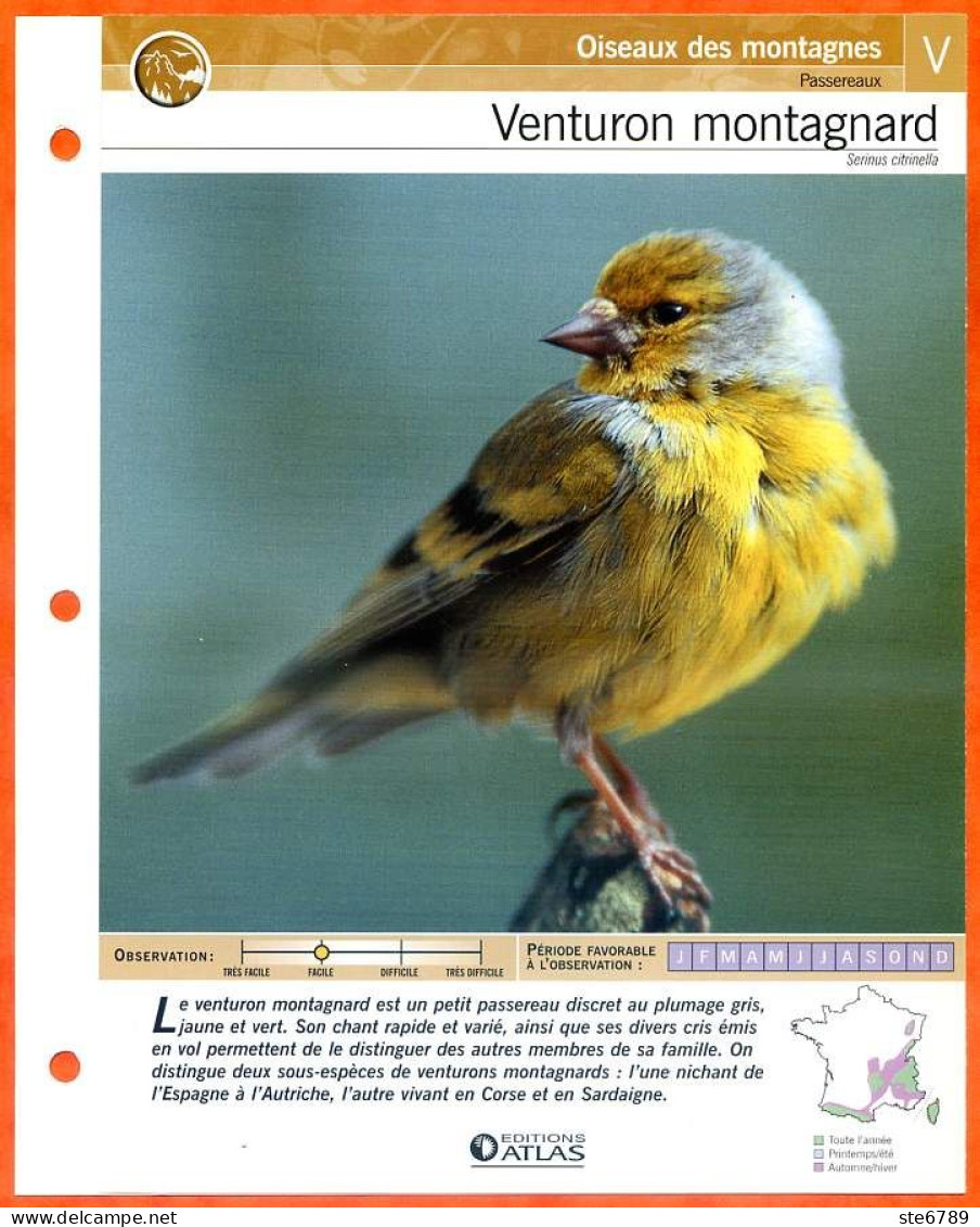 VENTURON MONTAGNARD Oiseau Illustrée Documentée  Animaux Oiseaux Fiche Dépliante Animal - Animaux