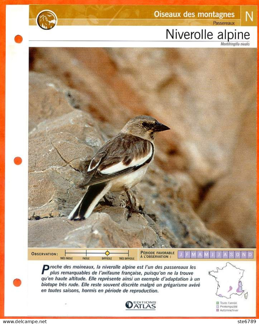 NIVEROLLE ALPINE Oiseau Illustrée Documentée  Animaux Oiseaux Fiche Dépliante Animal - Animals