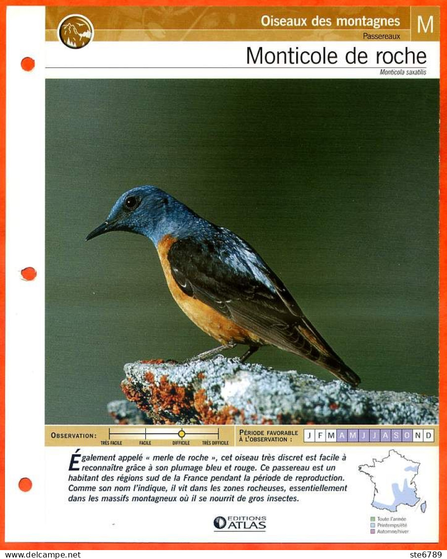 MONTICOLE DE ROCHE Oiseau Illustrée Documentée  Animaux Oiseaux Fiche Dépliante Animal - Dieren