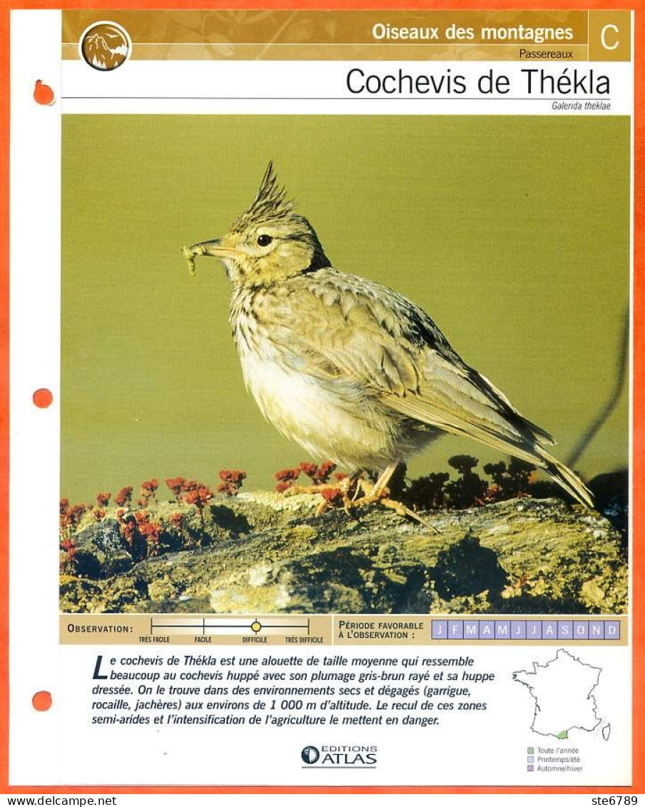 COCHEVIS DE THEKLA Oiseau Illustrée Documentée  Animaux Oiseaux Fiche Dépliante Animal - Animals