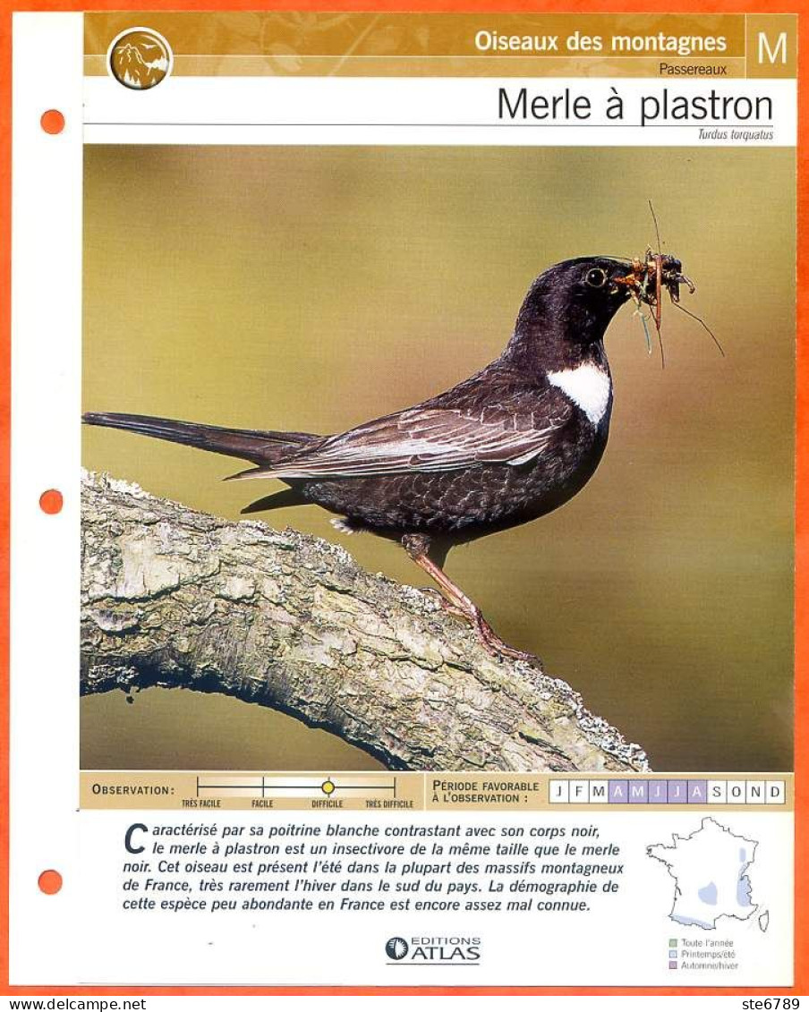 MERLE A PLASTRON Oiseau Illustrée Documentée  Animaux Oiseaux Fiche Dépliante Animal - Dieren