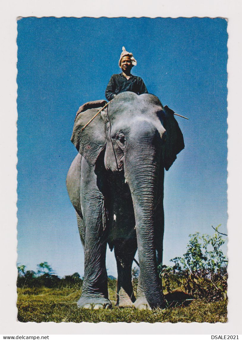 Cambodia Cambodge Traditional Cornac Elephant Rider Scene, Vintage Photo Postcard RPPc AK (67370) - Cambodia