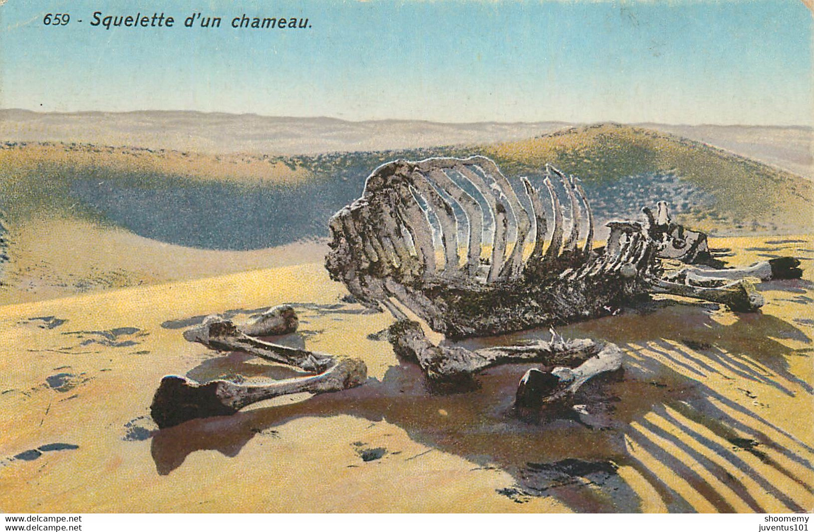 CPA Squelette D'un Chameau-659      L2090 - Unclassified