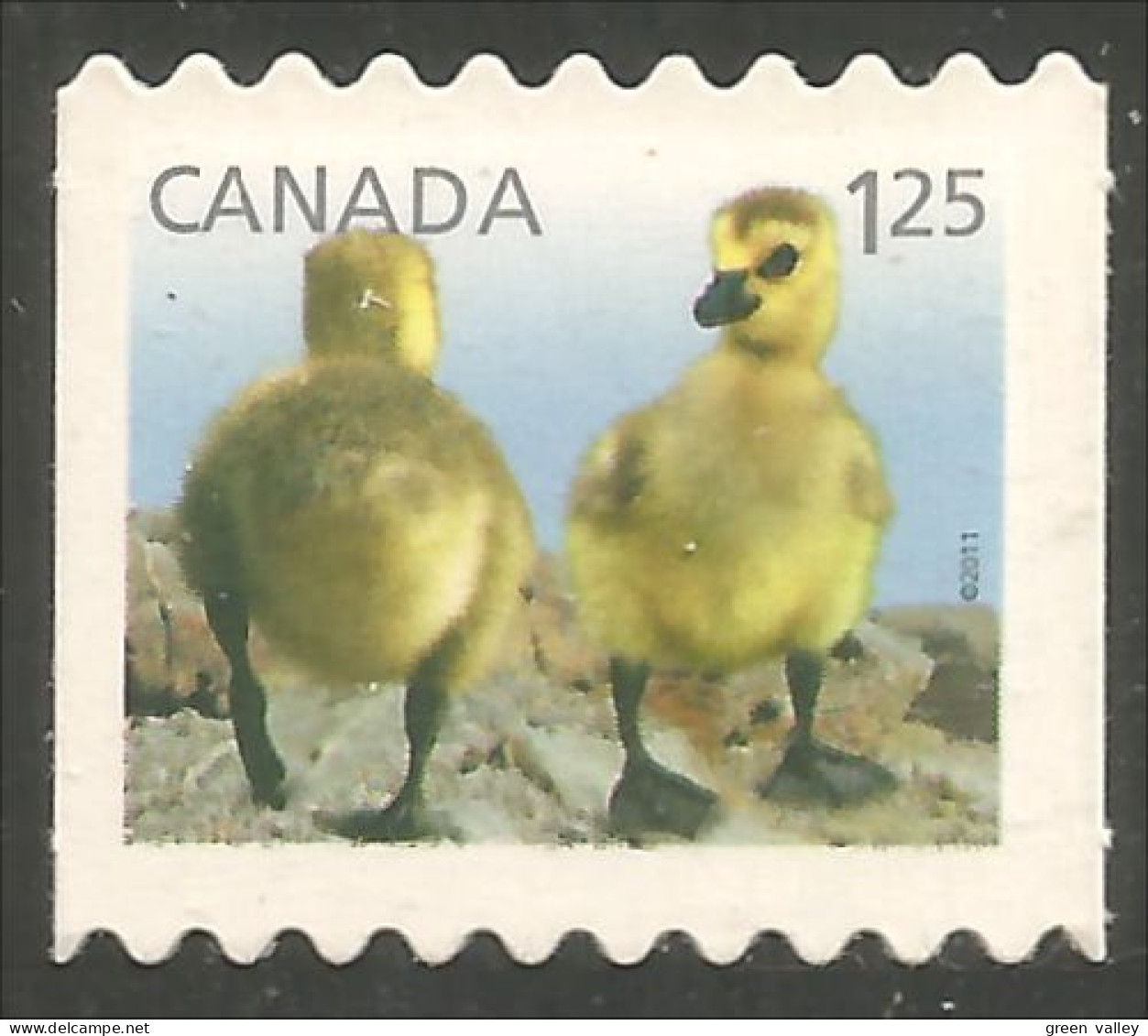 Canada Geese Oies Gans Gansa Oca Annual Collection Annuelle MNH ** Neuf SC (C24-28iib) - Gansos