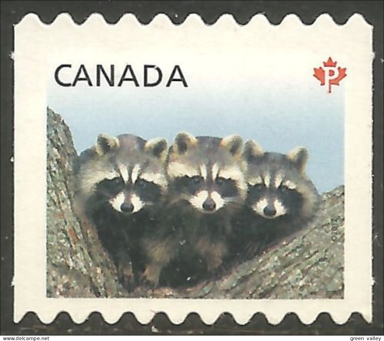 Canada Racoons Raton-laveur Annual Collection Annuelle MNH ** Neuf SC (C25-06ii) - Nuevos