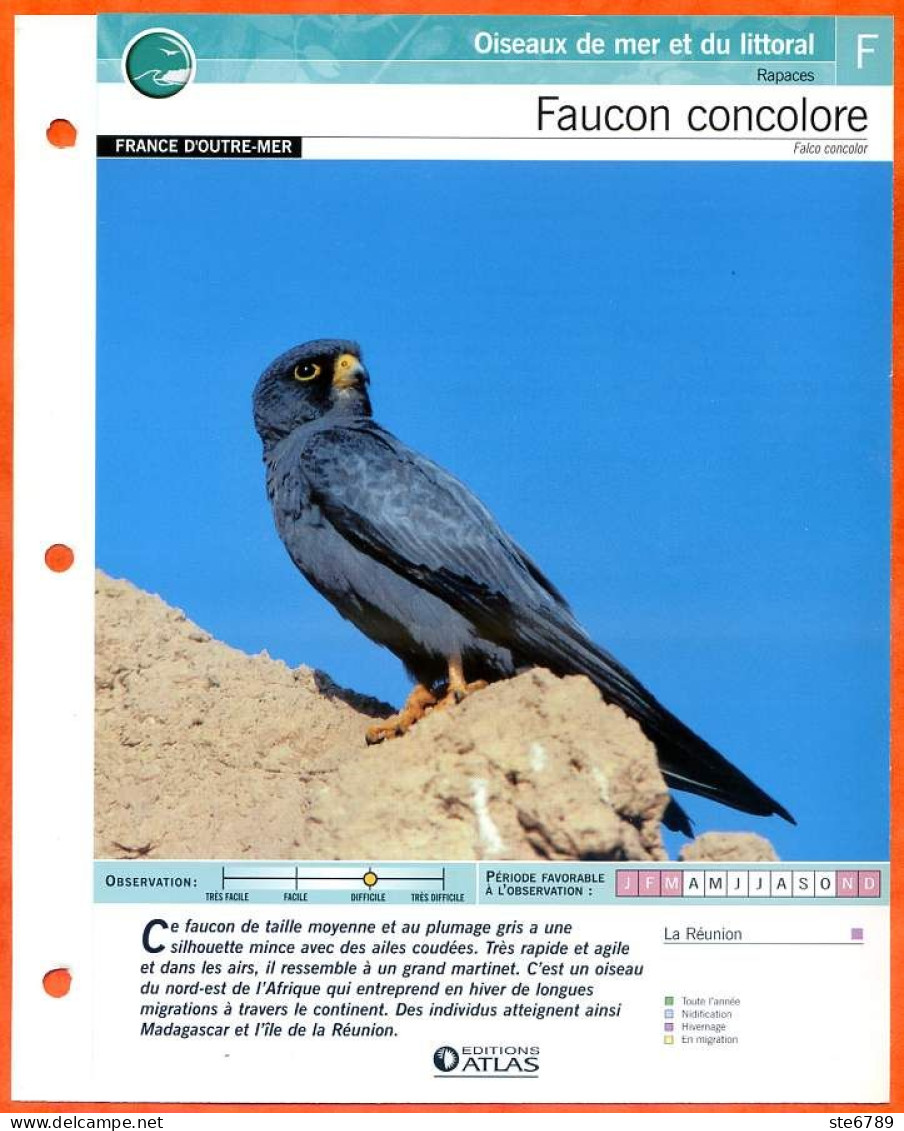 FAUCON CONCOLORE Oiseau Illustrée Documentée  Animaux Oiseaux Fiche Dépliante Animal - Dieren
