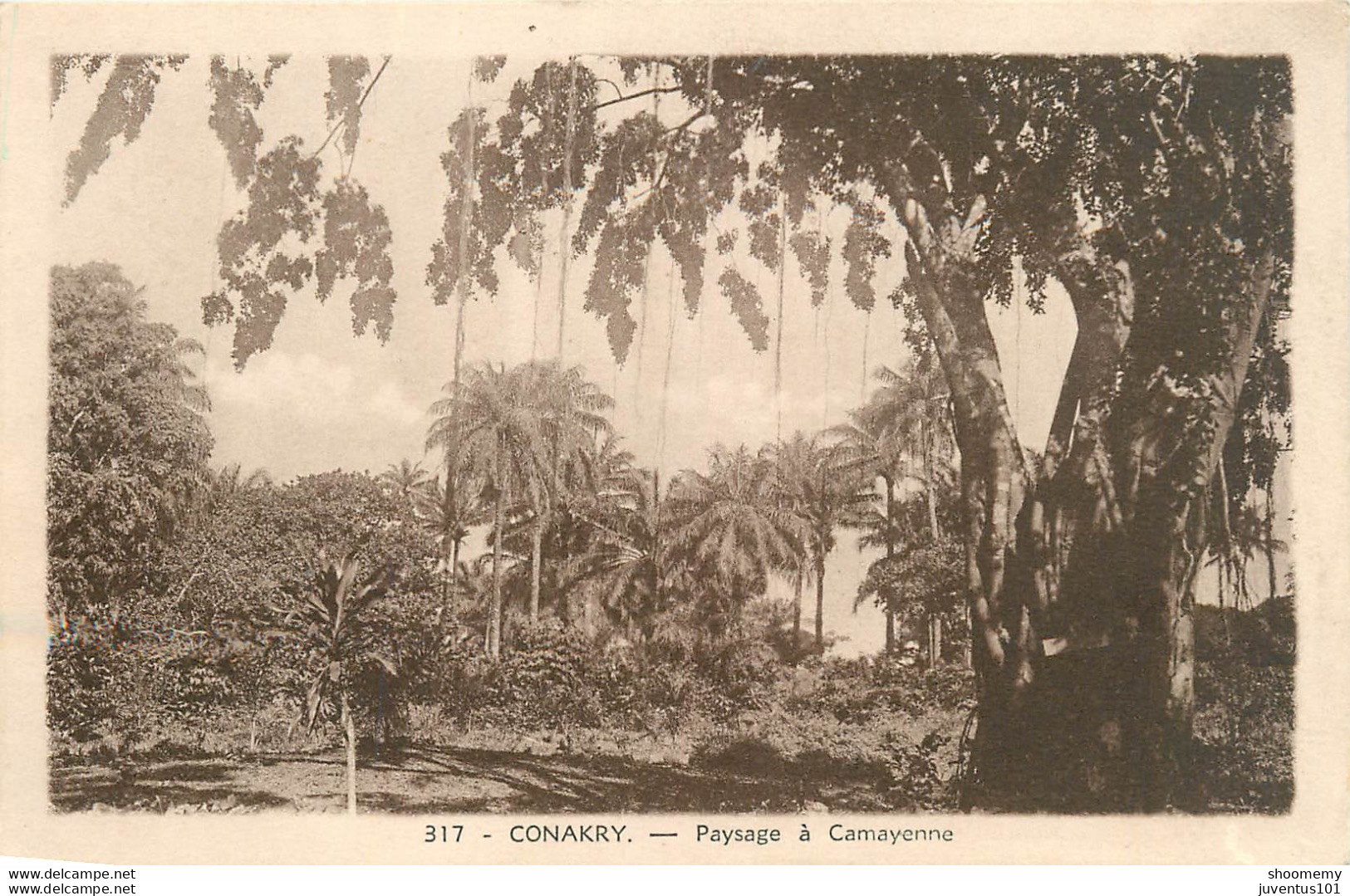 CPA Guinée-Conakry-Paysage à Camayenne      L1096 - Guinée