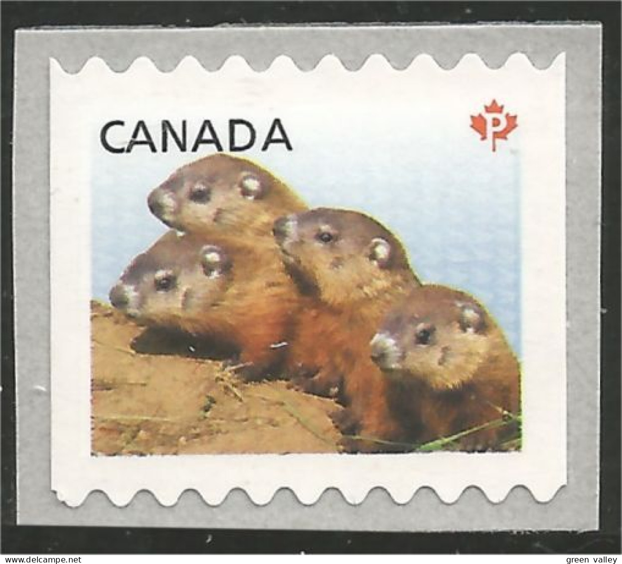 Canada Marmotte Woodchuck Waldmurmeltier Marmota Coil Roulette MNH ** Neuf SC (C26-03a) - Unused Stamps