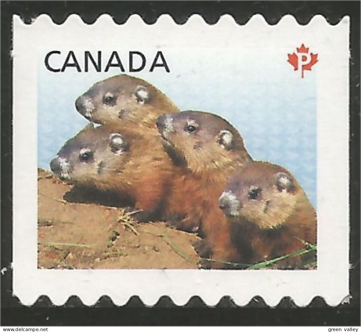 Canada Marmotte Woodchuck Waldmurmeltier Marmota Annual Collection Annuelle MNH ** Neuf SC (C26-04iib) - Rodents