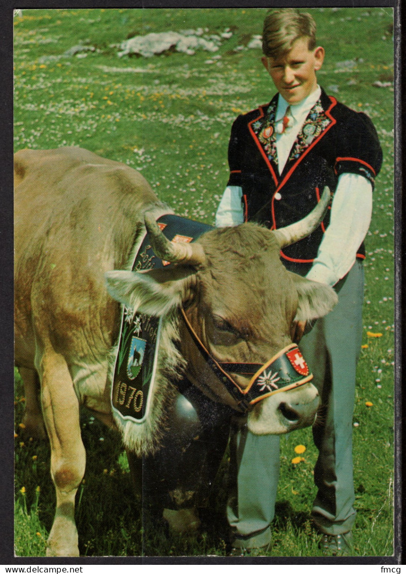 Switzerland Cow, Festival, Mailed - Koeien