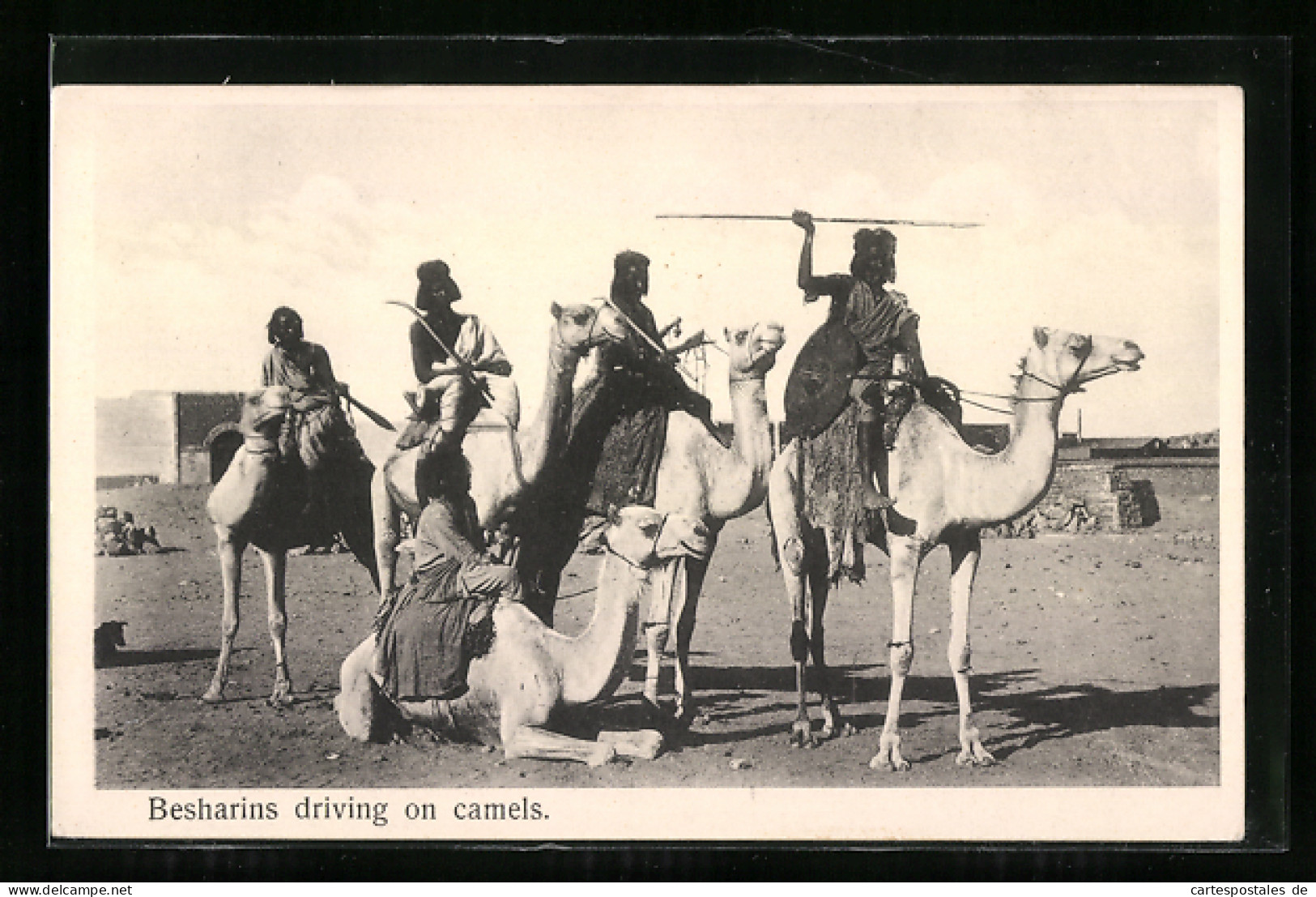 AK Besharins Driving On Camels  - Non Classés
