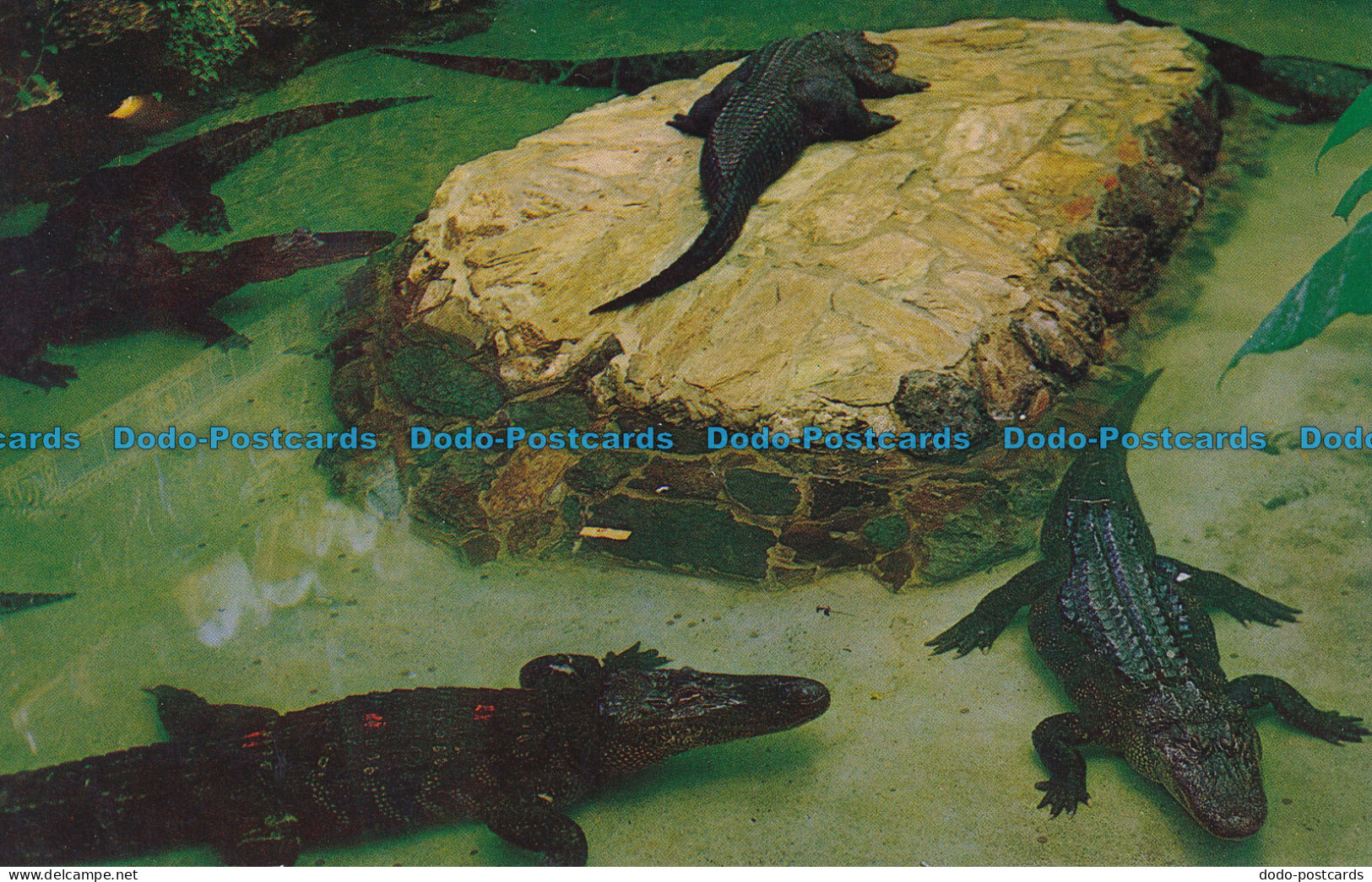 R035036 American Alligators In The Swamp Tank At Steinhart Aquarium. Sandor Bala - Wereld